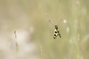 Deserted Natural Environments Europe Drucke: Ascalaphid Owlfly (Libelloides macaronius)
