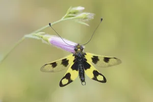 Croatian Nature Photography Drucke: Ascalaphid Owlfly (Libelloides macaronius)
