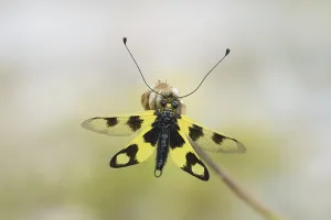 Empty Natural Environments Photos Drucke: Ascalaphid Owlfly (Libelloides macaronius)