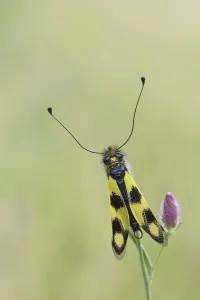 Southeast Europe Insects Drucke: Ascalaphid Owlfly (Libelloides macaronius)