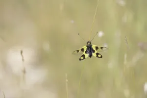 Croatian Nature Photography Drucke: Ascalaphid Owlfly (Libelloides macaronius)