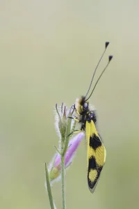 Neuropteran Insects Drucke: Ascalaphid Owlfly (Libelloides macaronius)