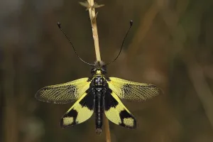 Neuropteran Insects Drucke: Ascalaphid Owlfly (Libelloides macaronius)