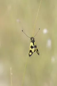 Southeastern Europe Insects Drucke: Ascalaphid Owlfly (Libelloides macaronius)