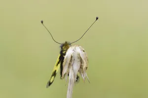 Croatian Nature Photography Drucke: Ascalaphid Owlfly (Libelloides macaronius)
