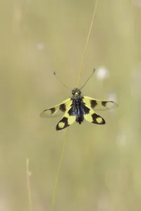 Southeast Europe Insects Drucke: Ascalaphid Owlfly (Libelloides macaronius)