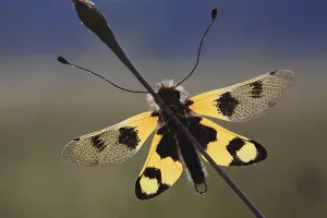 Backlit Insect Photography Drucke: Ascalaphid owlfly (Libelloides macaronius)