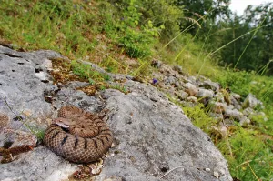 Scaled Reptile Wildlife Images Drucke: Asp