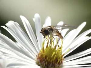 Pterygote Insect Images Online Drucke: Aster hoverfly