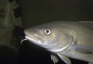 Marine Animals Drucke: Atlantic cod (Gadus morhua), Cod