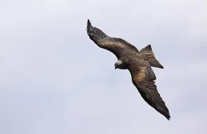 High Angle Bird Photography Drucke: Attack