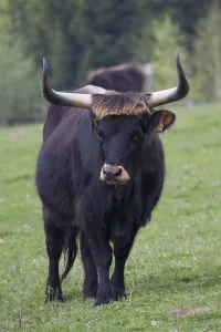 German Federal Republic Livestock Drucke: Aurochs