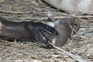 Australian black headed python
