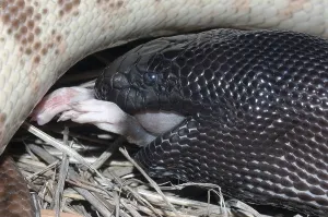 Constrictor Snake Species Drucke: Australian black headed python