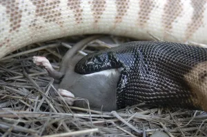 Australian black headed python