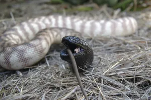 Australian black headed python