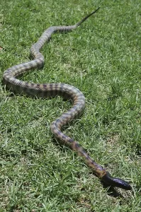 Australian black headed python