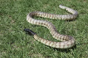 Australian Desert Animals Drucke: Australian black headed python
