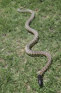 Australian Wildlife Reptiles Drucke: Australian black headed python