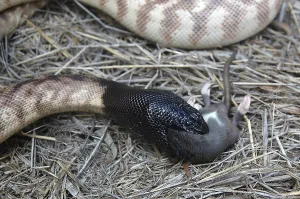 Australian Wildlife Reptiles Drucke: Australian black headed python