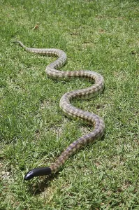 Gerahmter Druck : Australischer Schwarzkopfpython Gerahmter Druck : Australischer Schwarzkopfpython