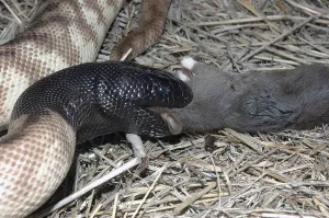 Australian black headed python