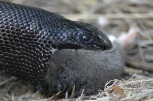 Detail of Australian black headed python