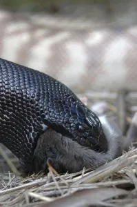 Australian black headed python