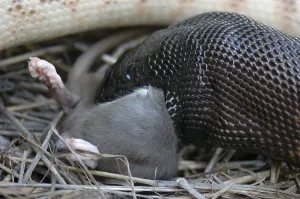 Australischer Schwarzkopfpython