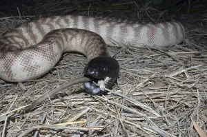 Australian black headed python