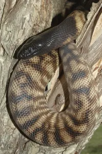 Scaled Reptile Wildlife Images Drucke: Australian black headed python
