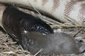 Australian black headed python
