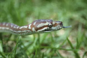 Reptile Photography Australia Drucke: Australian Central Carpet Python