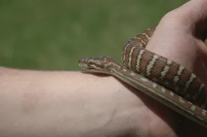 Australian Wildlife Animals Drucke: Australian Central Carpet Python