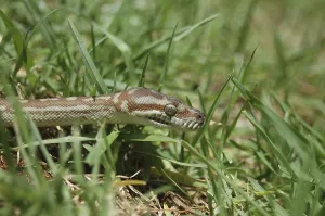 Australian Reptile Images Drucke: Australian Central Carpet Python