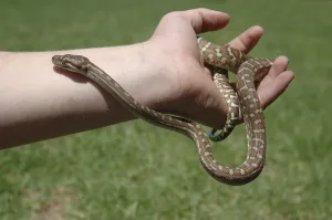 Reptile Wildlife Images Drucke: Australian Central Carpet Python