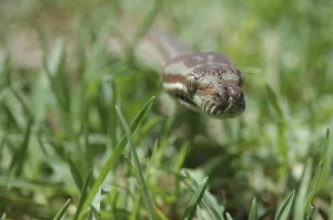 Australian Reptile Images Drucke: Australian Central Carpet Python
