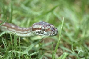 Scaled Reptile Photos Drucke: Australian Central Carpet Python