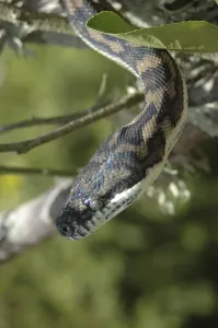 Wildlife Reptile Images Drucke: Australian Central Carpet Python