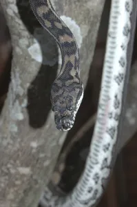 Deserted Tree Habitat Drucke: Australian Central Carpet Python