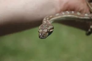 Scaled Reptile Pictures Drucke: Australian Central Carpet Python