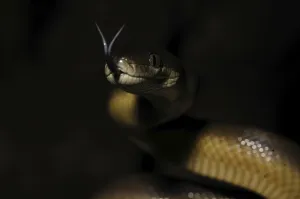 Australian Wildlife Animals Drucke: Australian water python (Liasis fuscus)