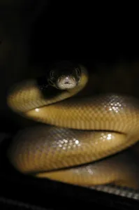 Australian water python (Liasis fuscus)