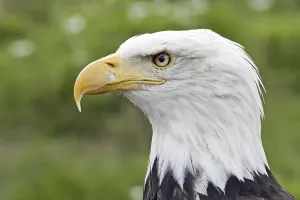 Wildlife Photography Portraits Drucke: Bald eagle