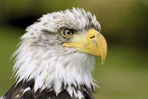 American Icon Drucke: Bald Eagle