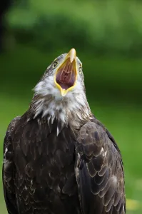 Empty Natural Environment Drucke: Bald Eagle