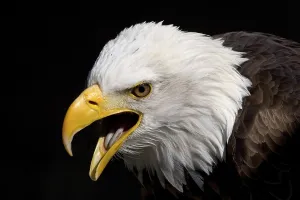 Bald Eagle Photography Drucke: Bald Eagle