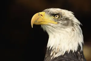 Juvenile Bird Pictures Drucke: Bald eagle