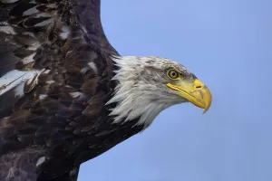Canadian Fauna Drucke: Bald eagle