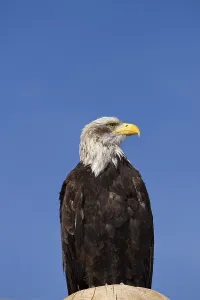 Bald Eagle Portrait Drucke: Bald Eagle
